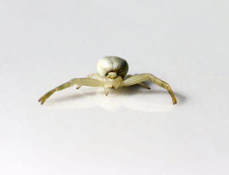 Macro Spider