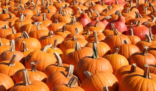Pumpkin harvest