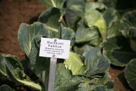 Heads of cabbage in a vegetable garden