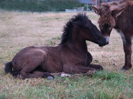 Foal and donkey make friends