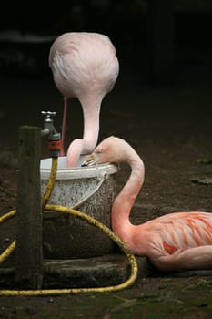 Flamingos drinking from a bucket