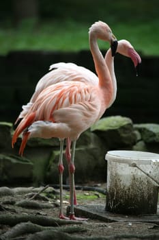 Flamingos drinking from a bucket