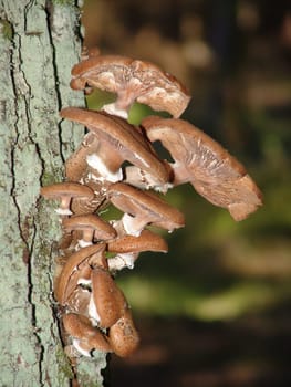 Honey fungus