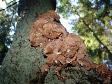 Honey fungus