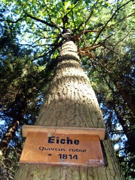 Oak