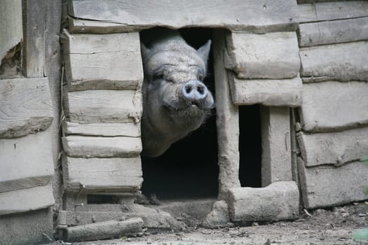 Colour-matched pot-bellied pig in his barn (by the way,this is a colour photograph)