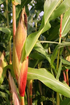 Corncob