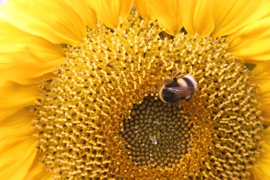 Sunflower with bumblebee