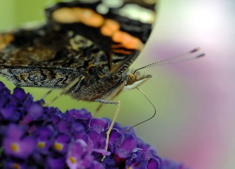 Numerous species of butterflies specialize in certain plants and their flowers. As a result,the plants are also dependent on the moths,because only they can pollinate the specially shaped flowers.