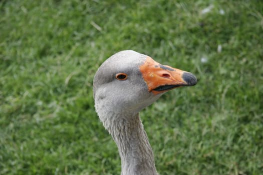 Greylag goose