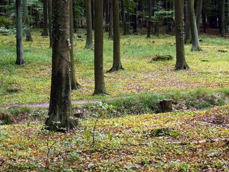 Autumn forest