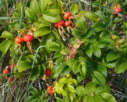 Rose hip