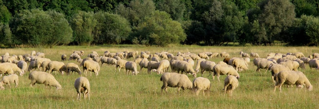 Flock of sheep