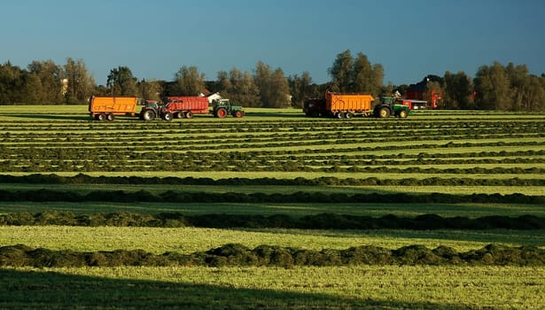 Slowly,the last hay goes into the warehouses...! You can see here that the shadows are getting longer and longer!