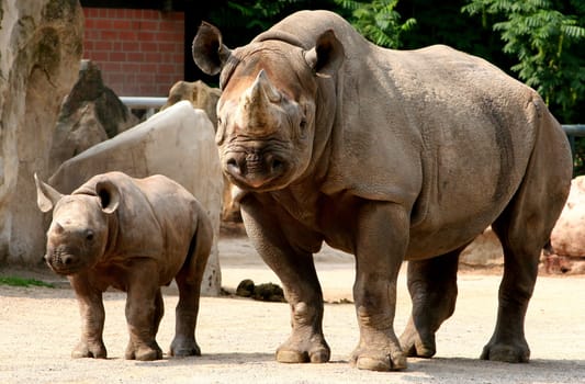 Rhinoceros with offspring