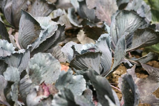 Growing vegetable cabbage