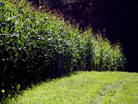 Cornfield