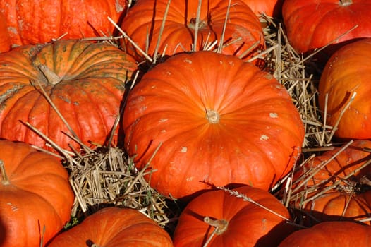 Pumpkin 4