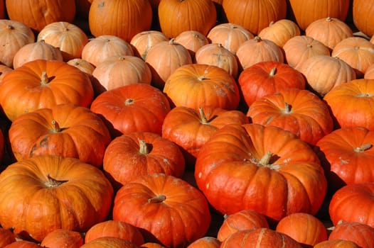 Pumpkin 3