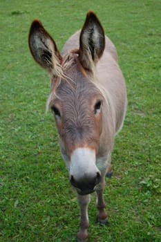 Donkey Portrait