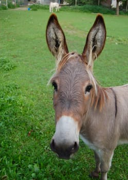 Donkey Portrait 2