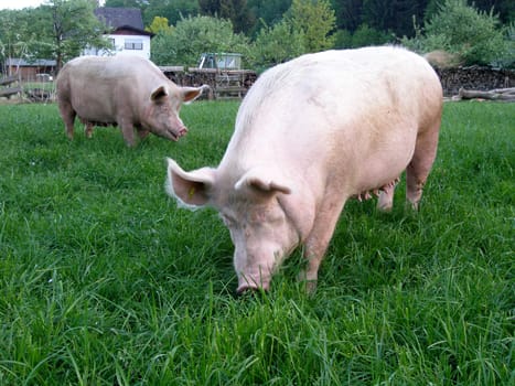 At least until slaughter,these animals are doing well!