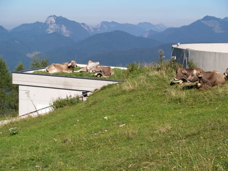 Cows in Bavaria