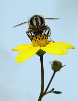 My first attempts with the new macro lens