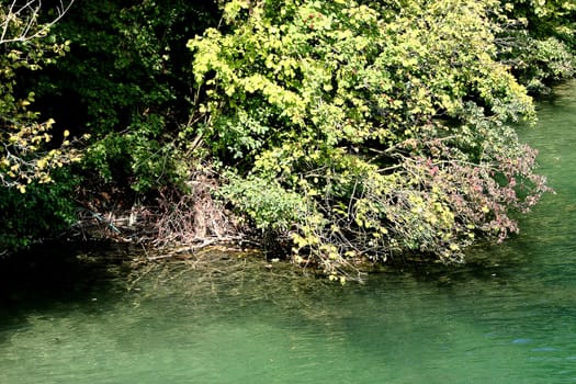 Beaver burrow near Solothurn