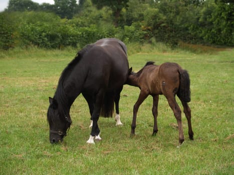 Mother mare and foal