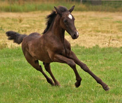 Foals in action