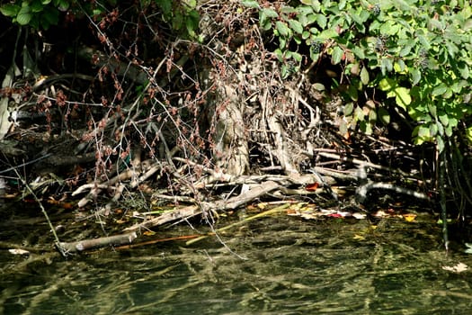 Beaver burrow