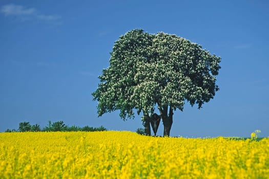 Aesculus hippocastanum,Common horse chestnut with rapeseed field,tree in spring,Bad Iburg-Glane,Osnabrücker Land
