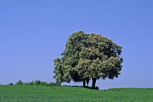 Aesculus hippocastanum,Common horse chestnut