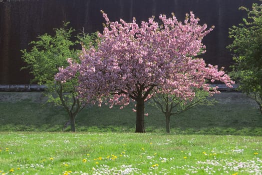 Cherry tree in April,Bad Rothenfelde,Kurpark,Osnabrücker Land,spring