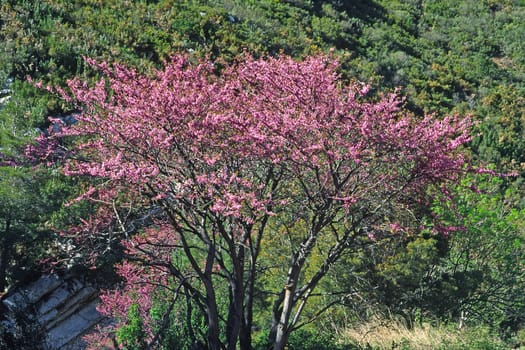 Cercis siliquastrum,Judas tree,Maures,Provence