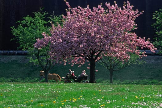 Cherry tree in April,Bad Rothenfelde,spa gardens,Osnabrücker Land,spring,carriage
