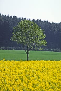 Tree with rapeseed field near Holperdorp