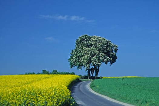 Chestnut,rapeseed field