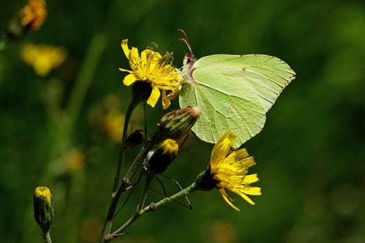 Brimstone