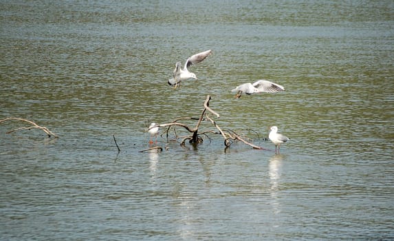 Rhine Gulls