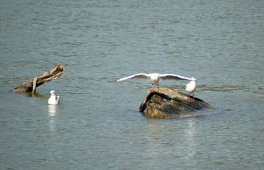 The Three Seagulls 3