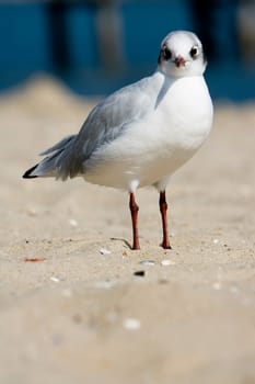 Gull