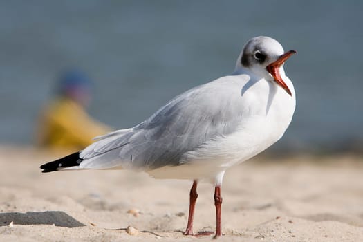 Gull