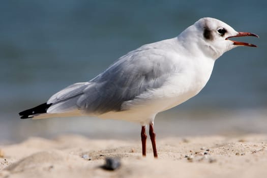 Gull