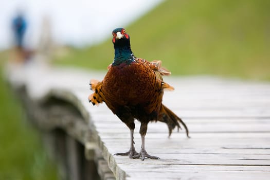 Pheasant