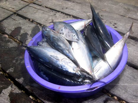 Recorded in Borneo. The fish have just been reloaded from the fishing boat.