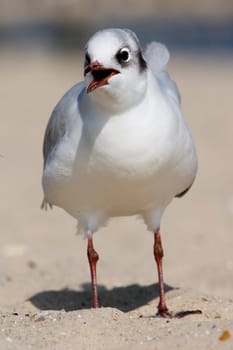 Gull