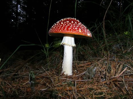 Poisonous beauty
