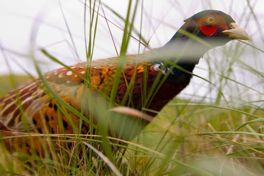 Pheasant